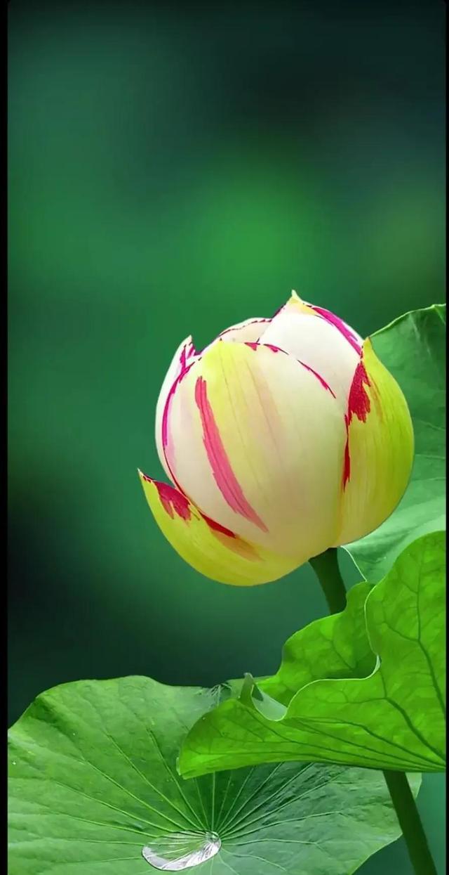 给我鼓掌掌，智慧精灵撒花了