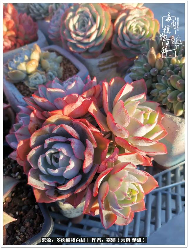 玉蝶铜芯电线价格表4平方,玉蝶铜芯线今日价格