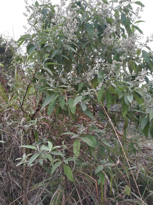 密蒙花 密蒙花（密蒙花粉怎么吃） 生活