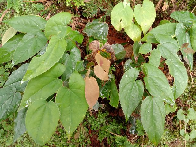用“三枝九叶草”泡酒，祛风除湿，认识的人当“宝”挖回家