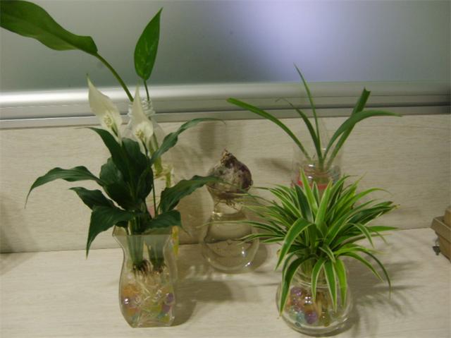 室内适合养的18种植物