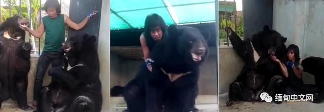 突发！缅甸著名网红“养熊人”被熊咬死，爱犬救主心切也命丧熊口