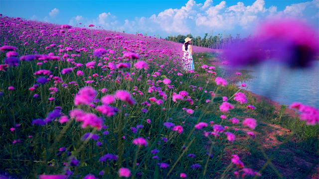 迟日江山丽，四月雅茶香
