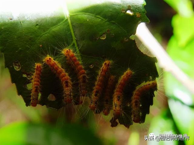 园林植保：常见害虫的防治（尺蠖、蚜虫、红蜘蛛等）13