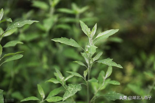 春天的野菜