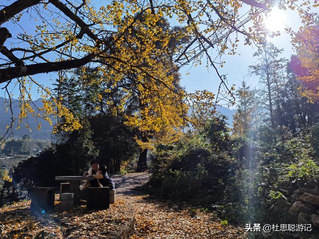 漢EV自駕廣西，秋冬的海洋鄉銀杏是不能錯過的風景區