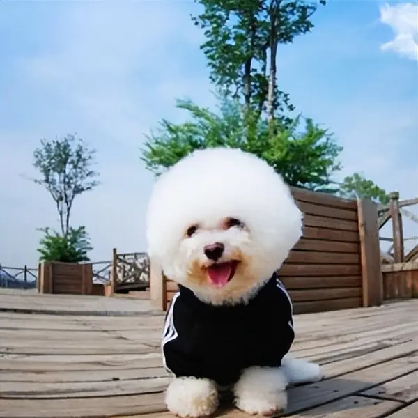 Has your Bichon Frize ever picked on you? You’ve been raising a dog for ...