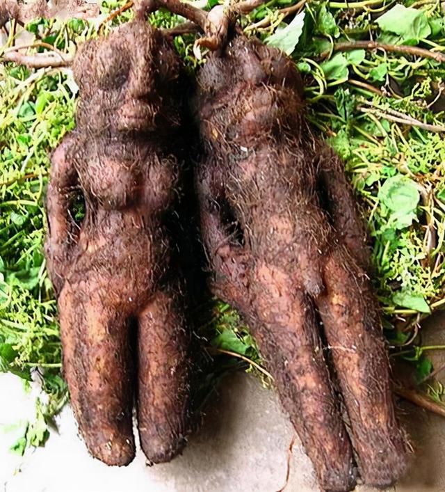 这“5种”中药尽量不长期服用，是你服用的吗？进来了解下