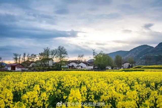 汉中油菜花