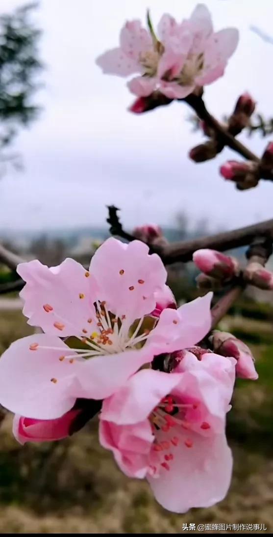 春花烂漫，竞相绽放，鸟语花香