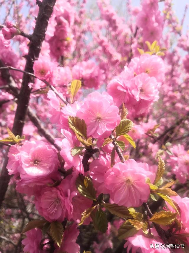春光明媚，粉红的榆叶梅正芳菲，美美的令人陶醉