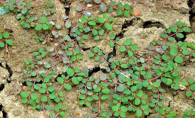 地锦草的功效与作用