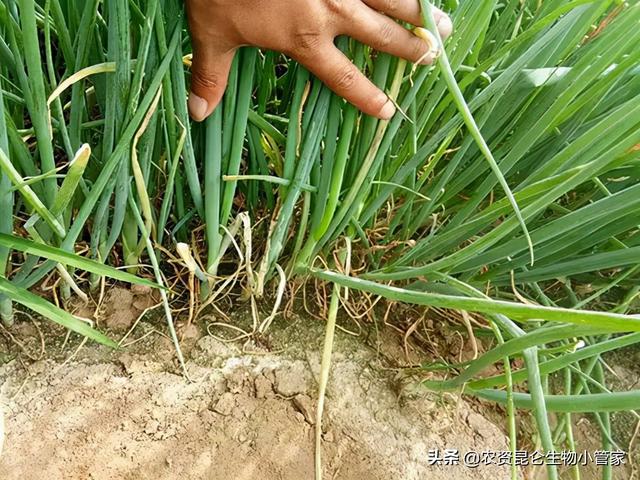 矿源黄腐酸钾冲滴灌大葱用多少合适？大葱使用腐植酸肥能增产吗