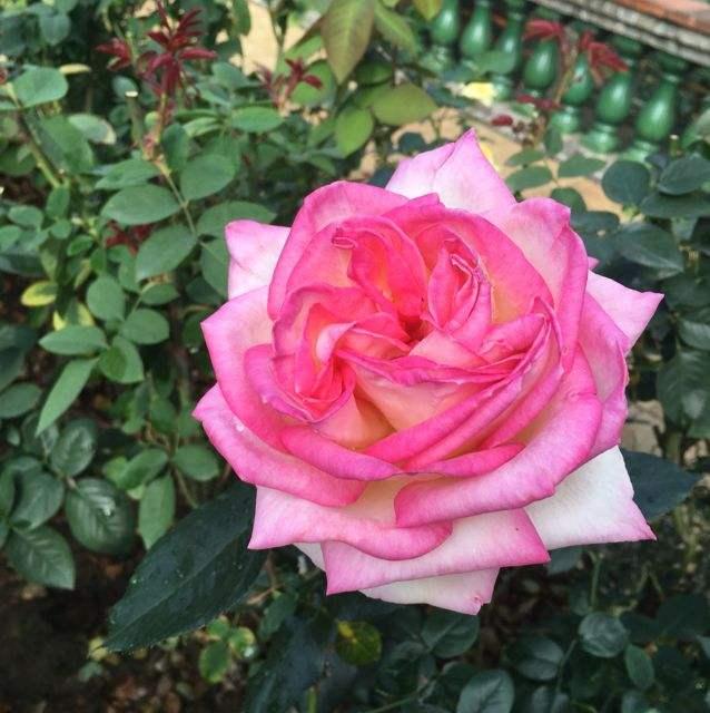 不说爱txt(不说爱txt合集下载)