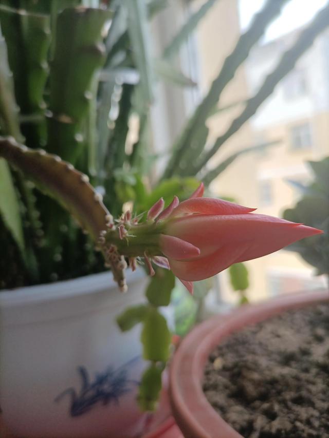 映日荷花别样红