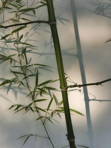 散文：微风渐暖，缱绻温柔了夏日情怀