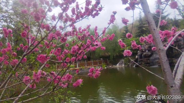 春归时，我把春天收藏