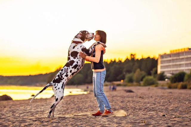 大型犬种