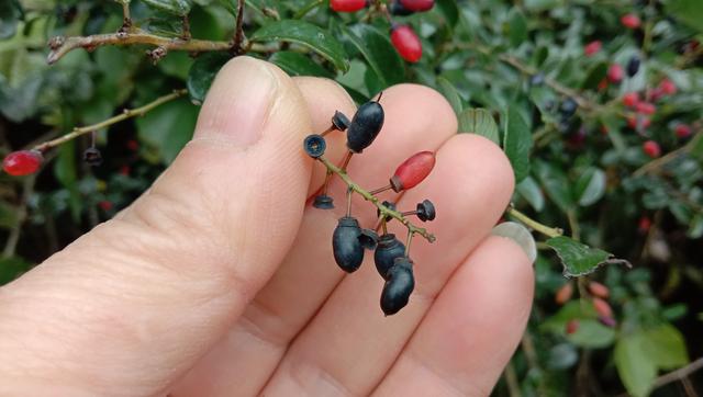 山里的“勾儿茶”是茶吗？枝叶煮水泡脚，舒筋活血