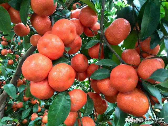 柑橘保果期 叶面肥这样使用事半功倍，农药复配也不是一成不变