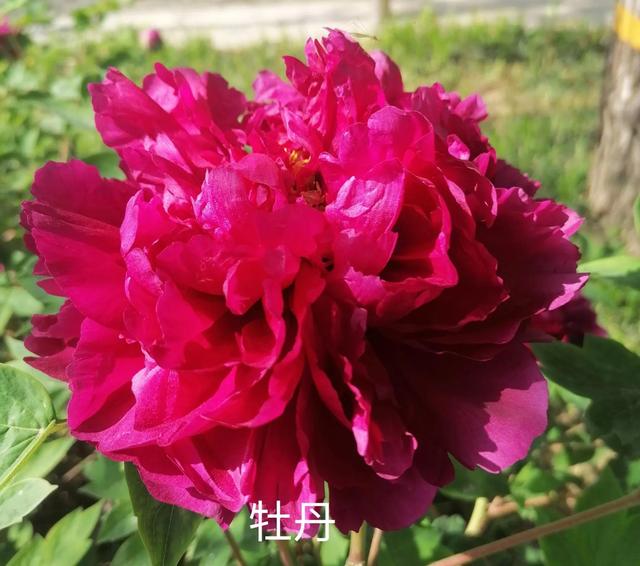 人无远虑必有近忧