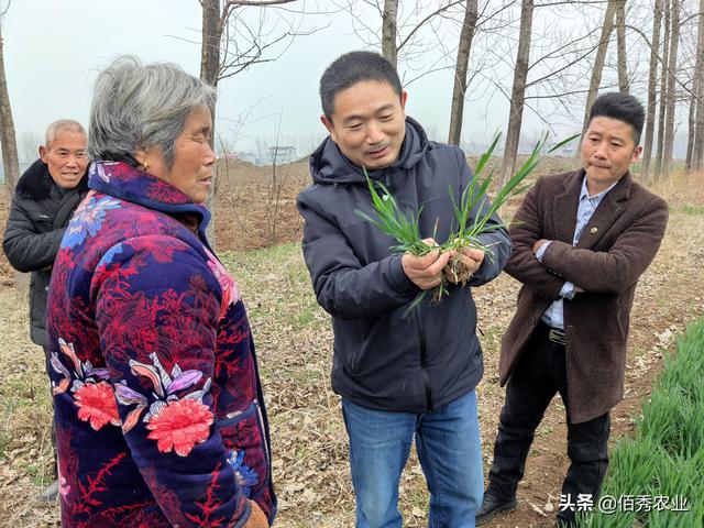 危害小麦的“红蜘蛛”，农民不要多花冤枉钱，低成本防治也有效3