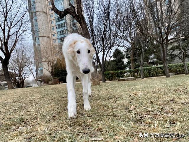 俄罗斯狼犬