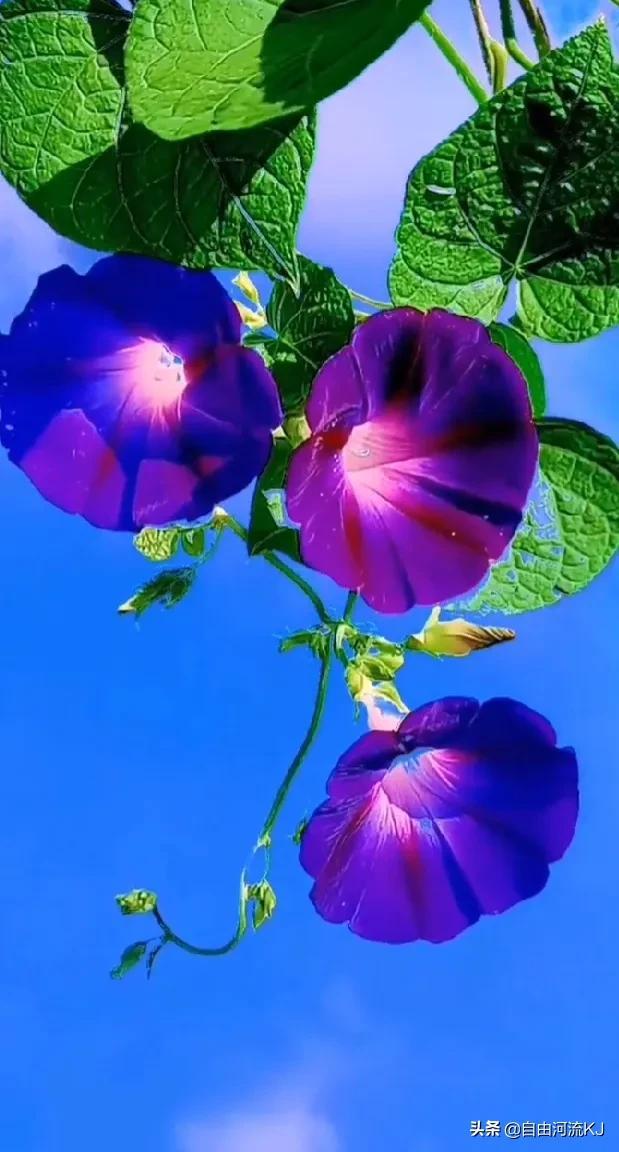 鲜花盛开，姹紫嫣红，争奇斗艳，美不胜收