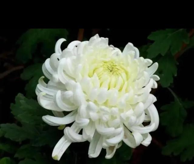 场所:葬礼上白菊花通常是丧礼上常用的,表达出自己对逝者的哀悼和想念