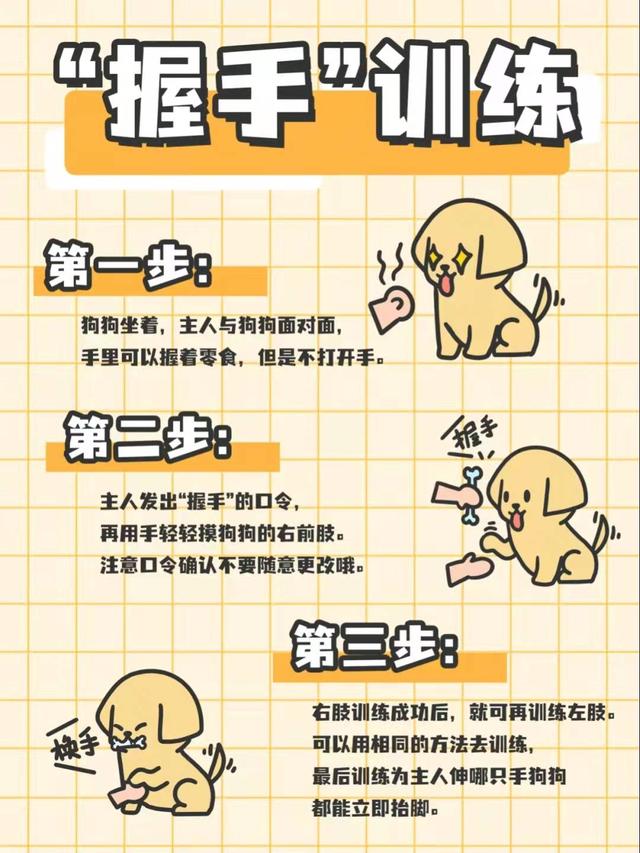 训练金毛犬