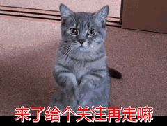 猫咪耳朵每天都要清理吗（猫咪的耳朵需要清洁吗）(4)