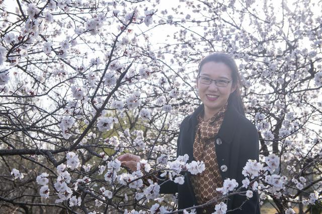 苍马山红杏枝头春意闹