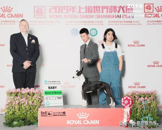 惠比特犬 惠比特犬（惠比特犬俱乐部） 动物