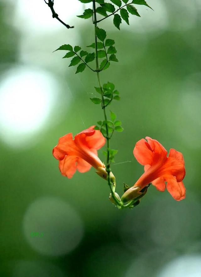凌霄花开红艳艳