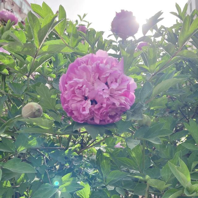 春日无尘日 晴好光明媚 百花开灿烂 万物显生机 元姆