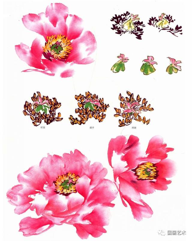 国画牡丹花头的三种基本画法,10招教你画好写意牡丹花头_犇涌向乾