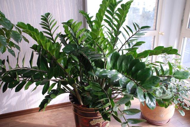 客厅最旺宅的大型植物