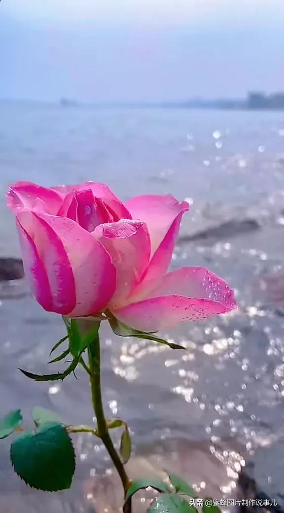 阳春三月，万花丛中娇美溢，千朵万朵压枝低