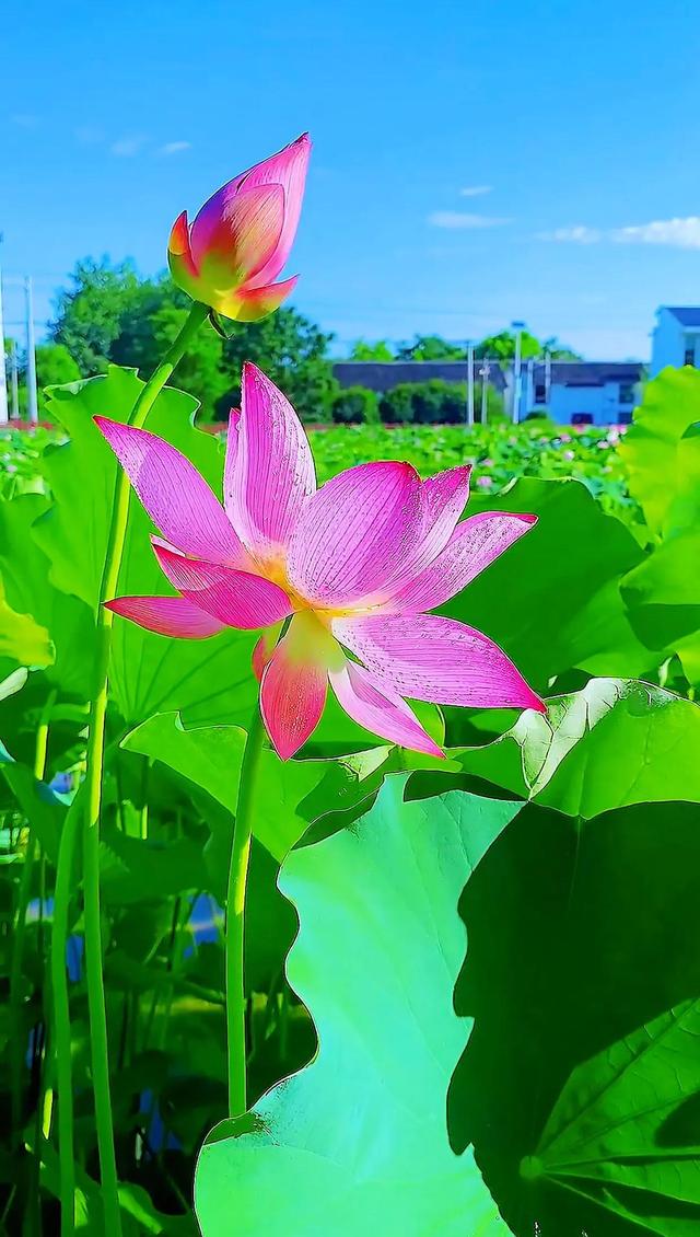 清荷札记——人生智慧，悟透自己