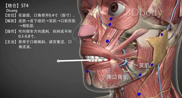 地仓穴—面瘫口角歪斜流涎