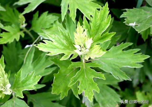 “清明吃一草，百岁不显老”！“1草”是啥？采摘短，清明正当吃