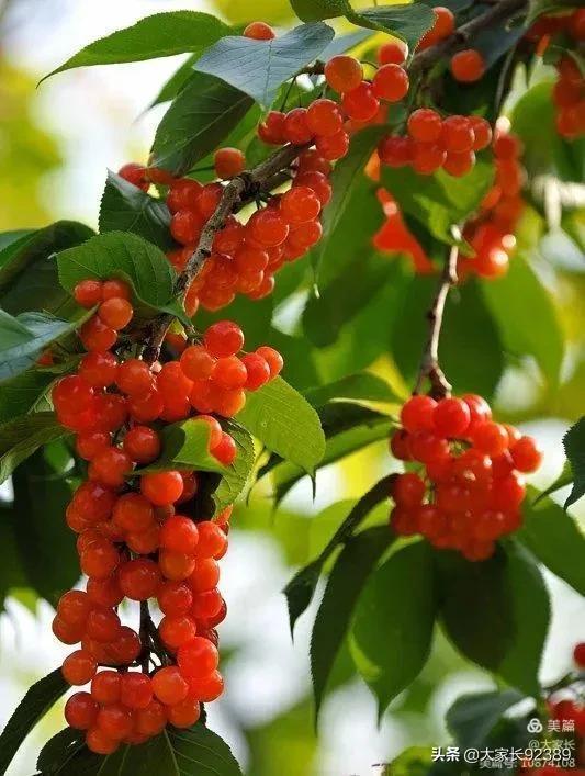 七言：暮春·樱桃红