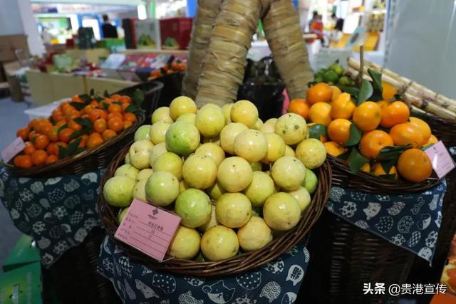 我为群众办实事｜贵港市供销社：“三位一体”助农卖果17