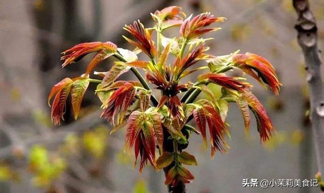 阳春3月，8种“山野之珍”该吃了，鲜美营养，每口都是春天的味道