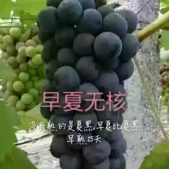 葡萄品种 葡萄品种（葡萄品种排名前十） 生活