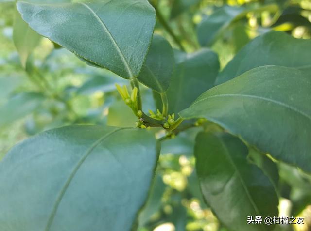 柑橘开始陆续现花蕾，清园用药特别要注意