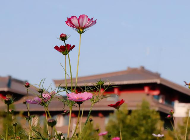 高顔值！陝西這所高校位于特大城市，占地4300畝！網友：風景絕美