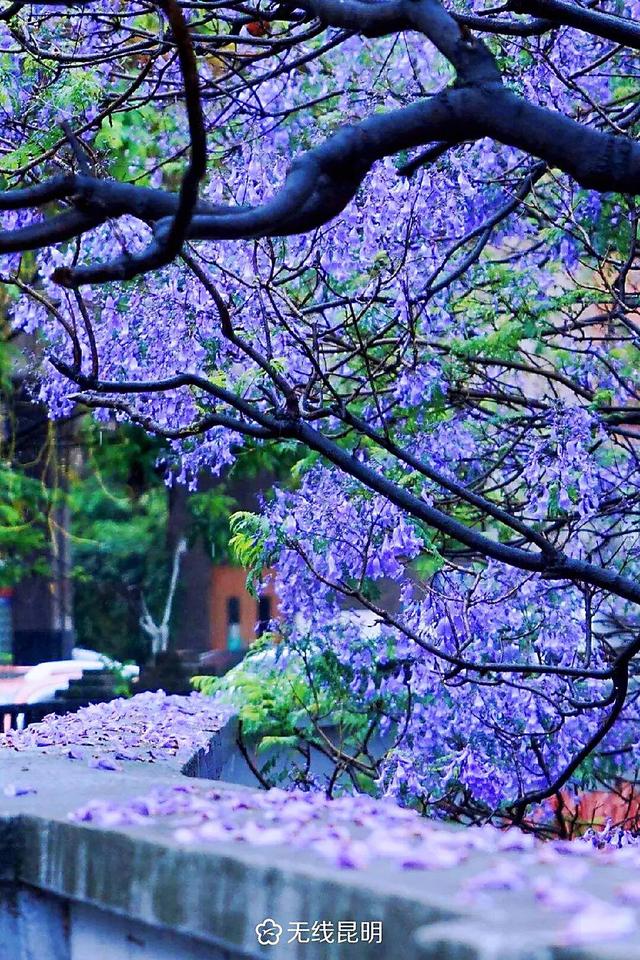 蓝花楹