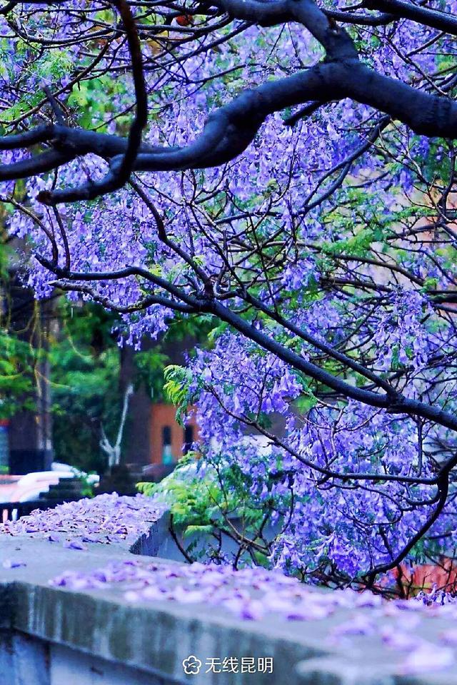 泡桐花和蓝花楹图片