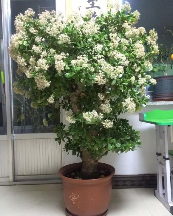 客厅最旺宅的大型植物